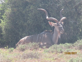 Addo, Eastern-cap, Afrique du Sud
