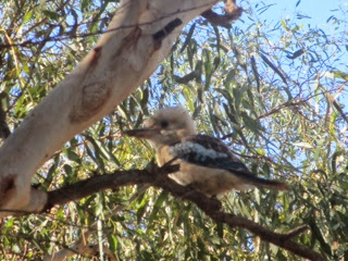 Australie 16e jour ( western Australie)