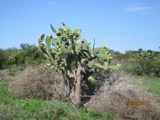 Queenstown, Eastern-Cap, Afrique du Sud.