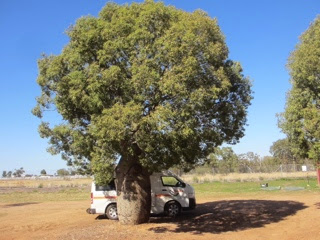 Australie 103e jour (Direction Brisbane, Queensland)