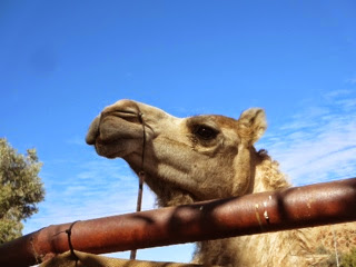 Australie 55e jour (Alice Spring)