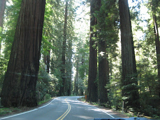 Redwoods, Californie